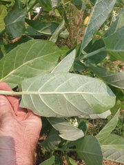 Calotropis gigantea