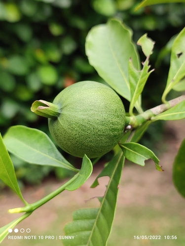 Gardenia tubifera