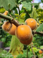 Solanum lasiocarpum