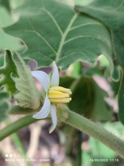 Solanum lasiocarpum