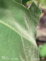 Solanum lasiocarpum
