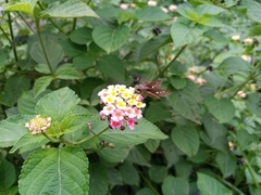 Parnara