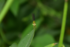 Ceriagrion auranticum