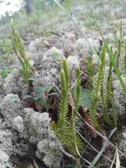 Spinulum annotinum alpestre