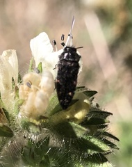 Acmaeodera prorsa