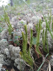 Spinulum annotinum alpestre