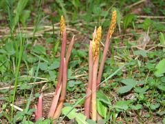 Corallorhiza maculata