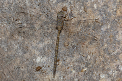 Gynacantha nourlangie