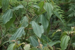 Miconia laevigata