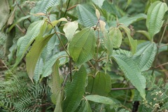 Miconia laevigata