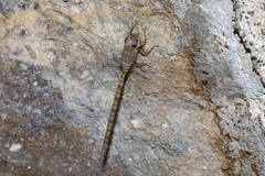 Gynacantha nourlangie