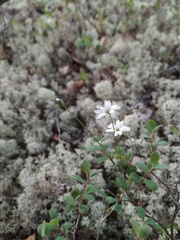 Stellaria peduncularis