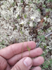 Stellaria peduncularis
