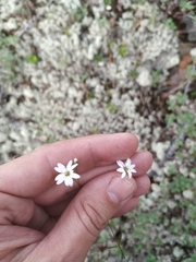 Stellaria peduncularis