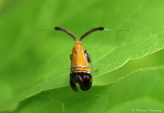 Nemophora