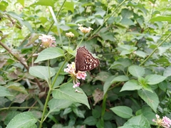 Junonia lemonias