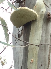 Laetiporus portentosus