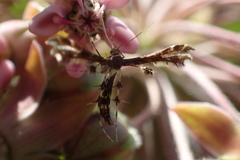 Geina tenuidactylus