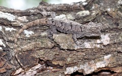 Sceloporus grammicus