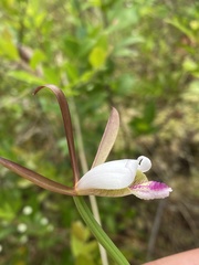 Cleistesiopsis oricamporum