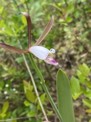 Cleistesiopsis oricamporum