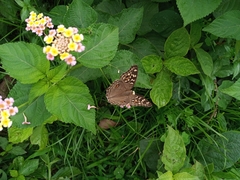 Junonia lemonias