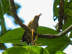 Arachnothera modesta