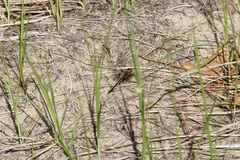 Leucorrhinia intacta