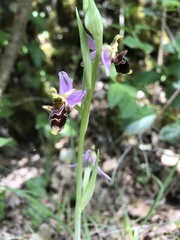 Ophrys scolopax