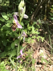 Ophrys scolopax