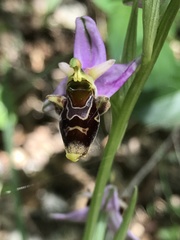 Ophrys scolopax