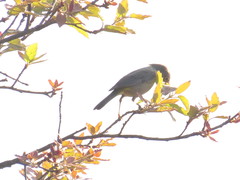 Leiothlypis crissalis