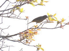 Leiothlypis crissalis