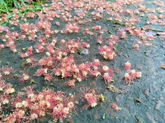 Angiospermae