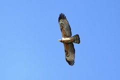 Pernis ptilorhynchus