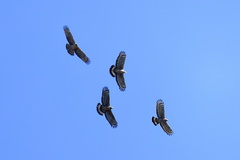 Pernis ptilorhynchus