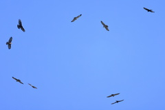 Pernis ptilorhynchus