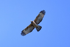 Pernis ptilorhynchus