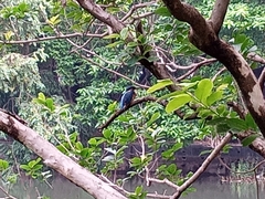 Alcedo atthis