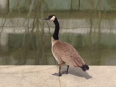Branta canadensis