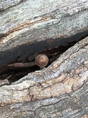 Mycena nargan