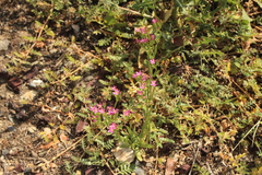 Zeltnera muehlenbergii