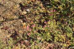 Zeltnera muehlenbergii