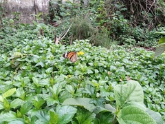 Danaus genutia