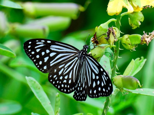 Parantica agleoides (C.Felder & R.Felder, 1860)