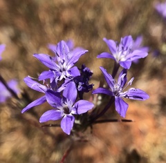 Eriastrum pluriflorum