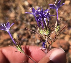 Eriastrum pluriflorum