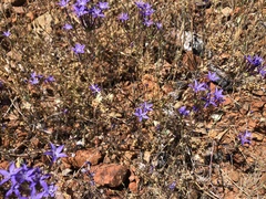 Eriastrum pluriflorum