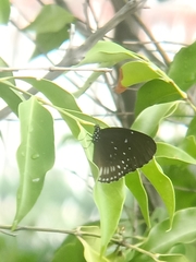 Euploea eyndhovii