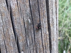 Zenodorus orbiculatus